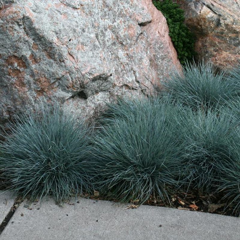 Blue Fescue: Architectural Grass With Steel-Blue Color