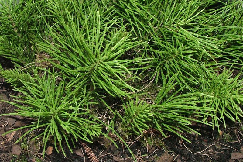 Horsetail (Equisetum Arvense)