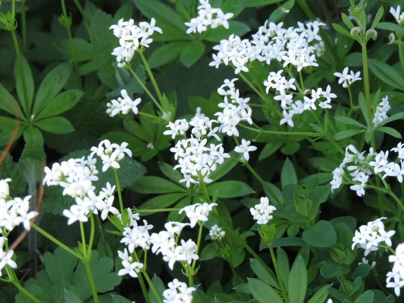Sweet Woodruff (Galium odoratum)