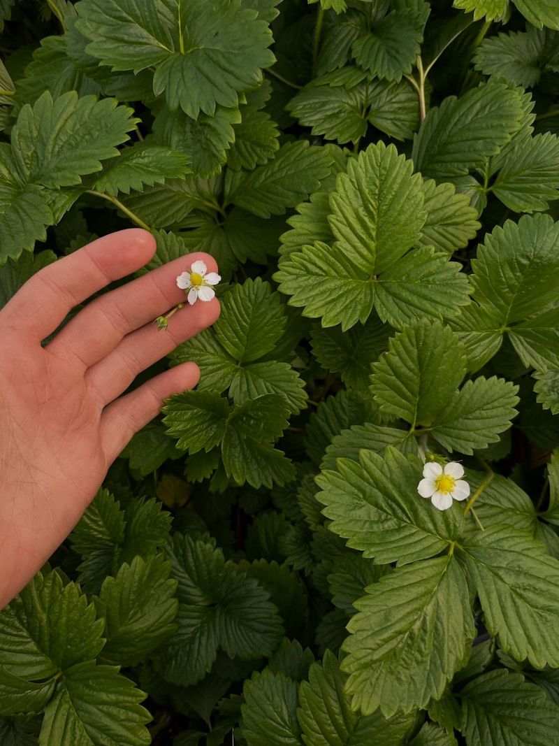 Coastal Strawberry (Fragaria chiloensis)