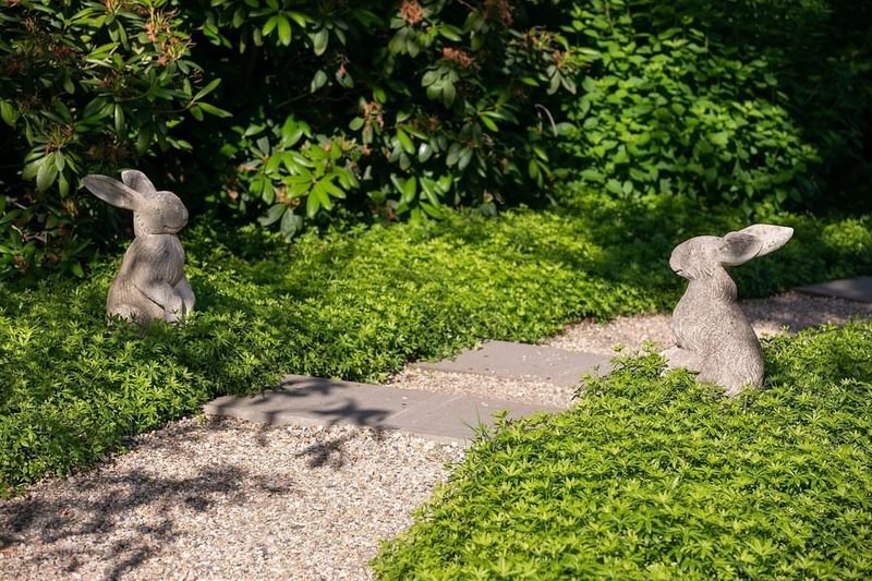 Sweet Woodruff (Galium odoratum)