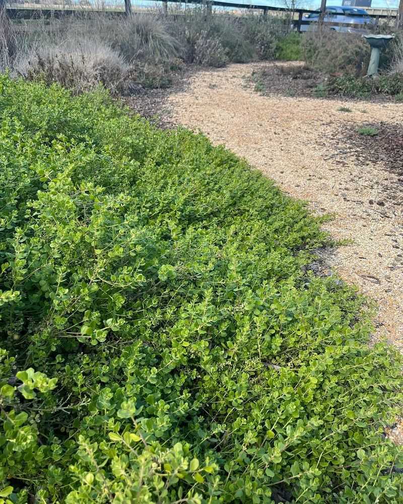 Dwarf Coyote Brush (Baccharis pilularis 'Pigeon Point')