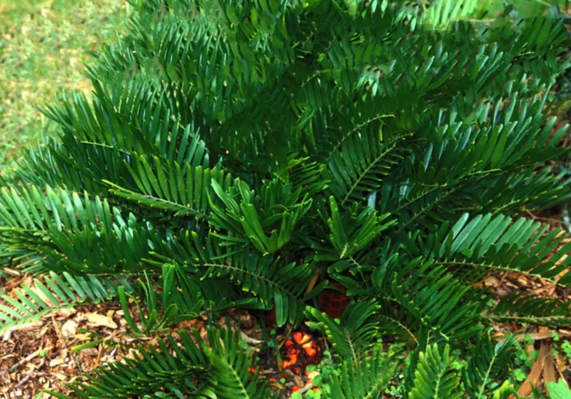 Coontie: Hardy Native Ground Base