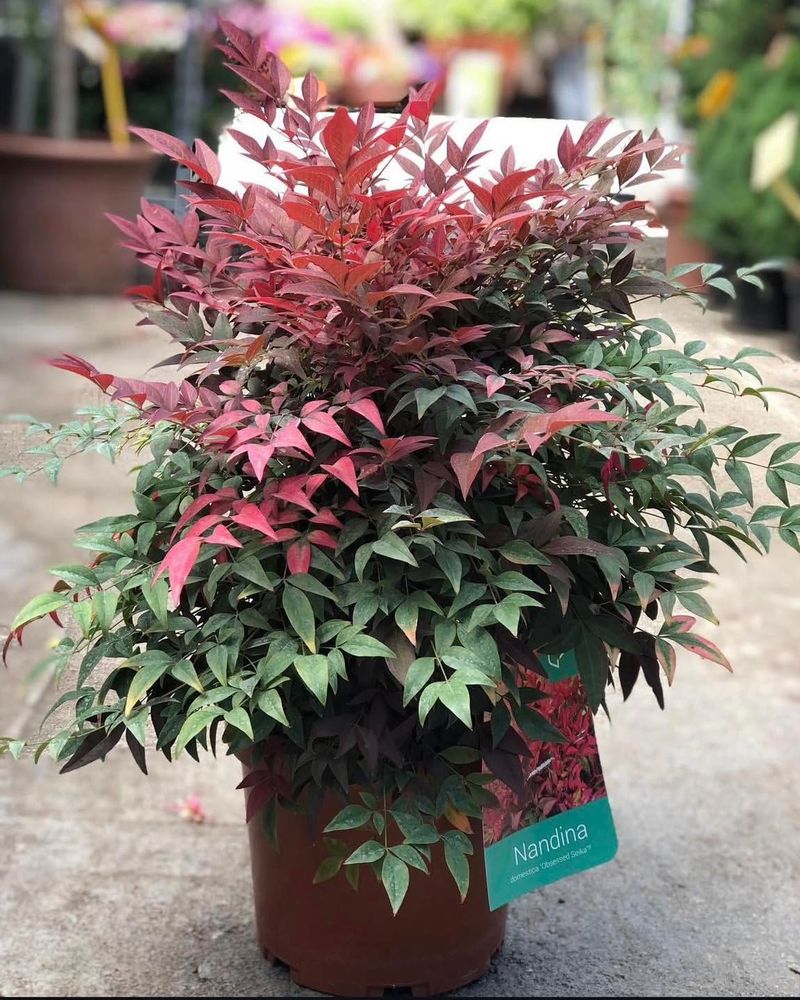 Dwarf Heavenly Bamboo