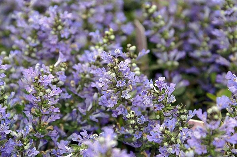 Bugleweed (Ajuga 'Chocolate Chip')