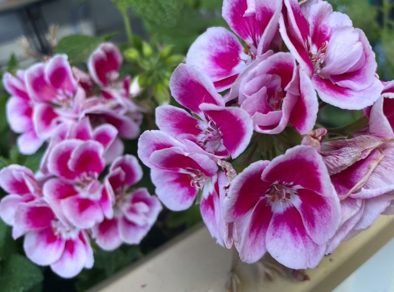 Geranium (Cranesbill varieties)