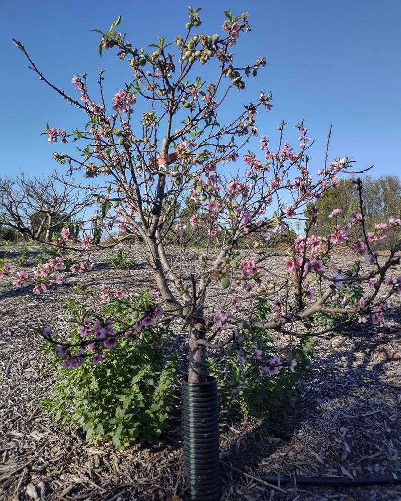 Fruit Trees Like Peach And Plum