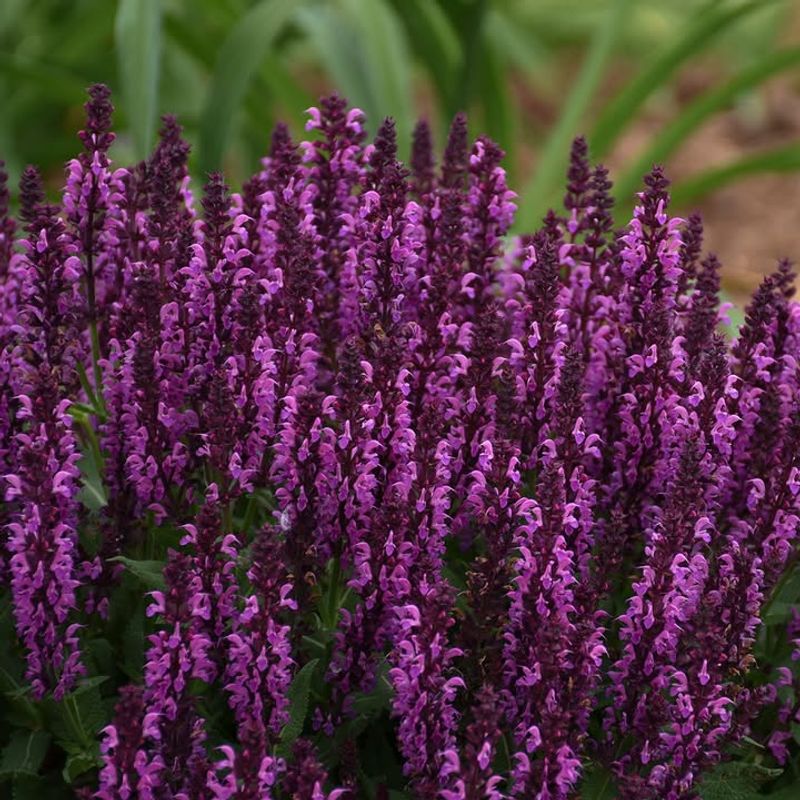 Salvia Blooms In Warm Sunny Garden Conditions