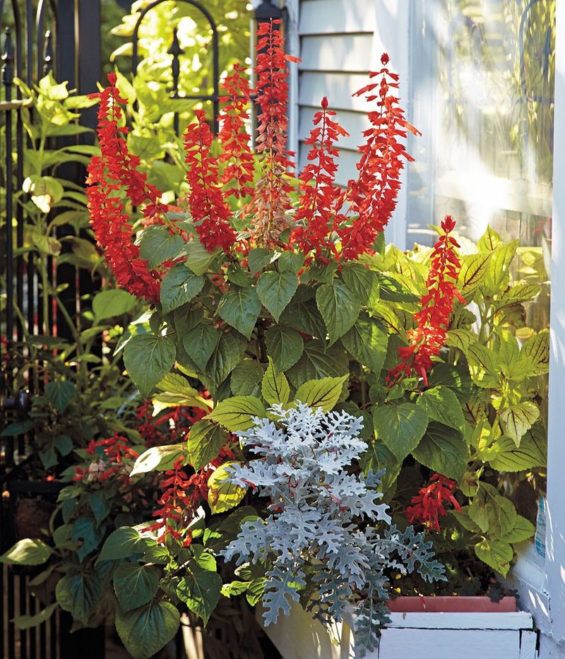 Salvia Handles Heat And Dry Conditions Well