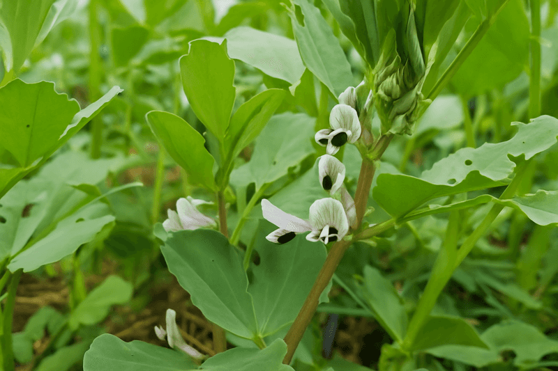 Soybeans Naturally Fix Nitrogen In Garden Soil
