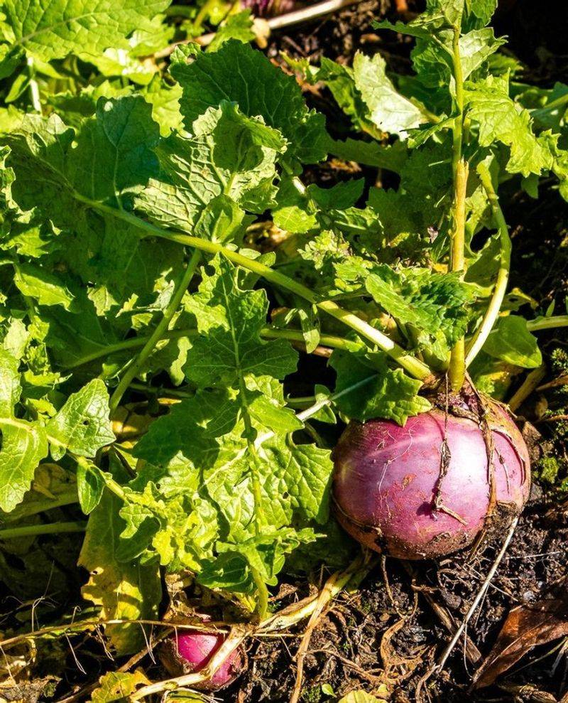 Radishes Break Ground With Quick, Tender Roots
