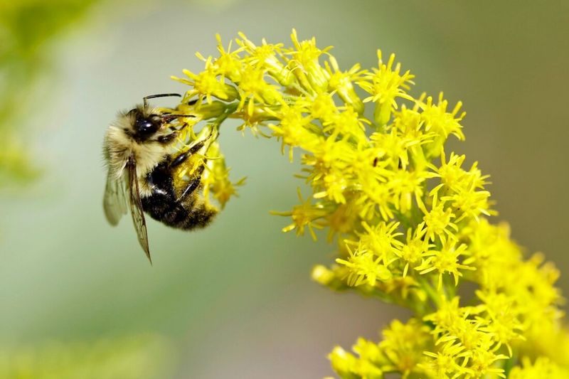 Rich Pollen Supports Bee Health And Reproduction