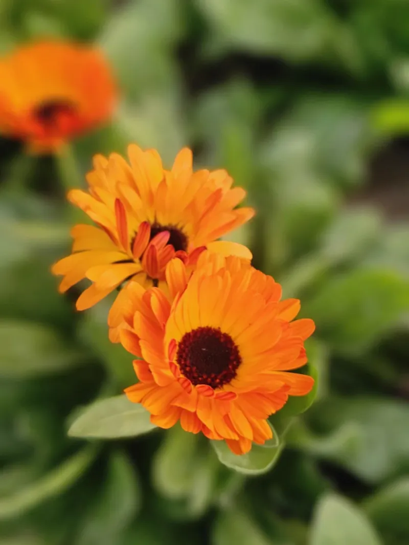 Calendula (Calendula officinalis)