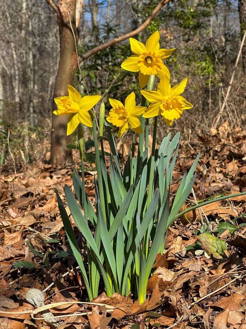 Daffodils (Narcissus)