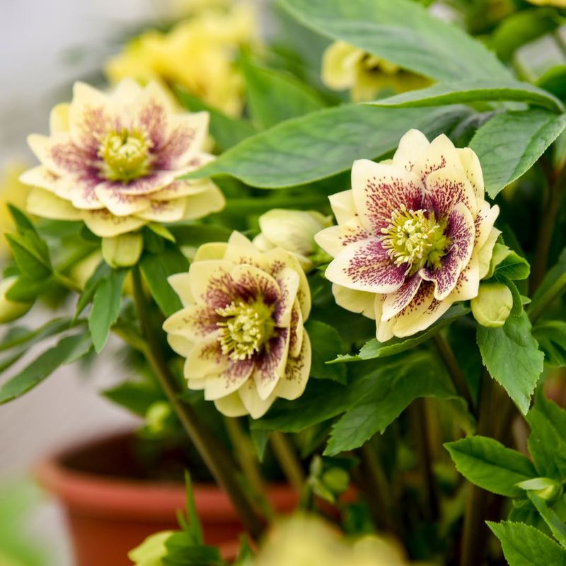 Hellebore (Lenten Rose)
