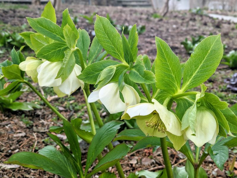Hellebore Is Poisonous To Cats