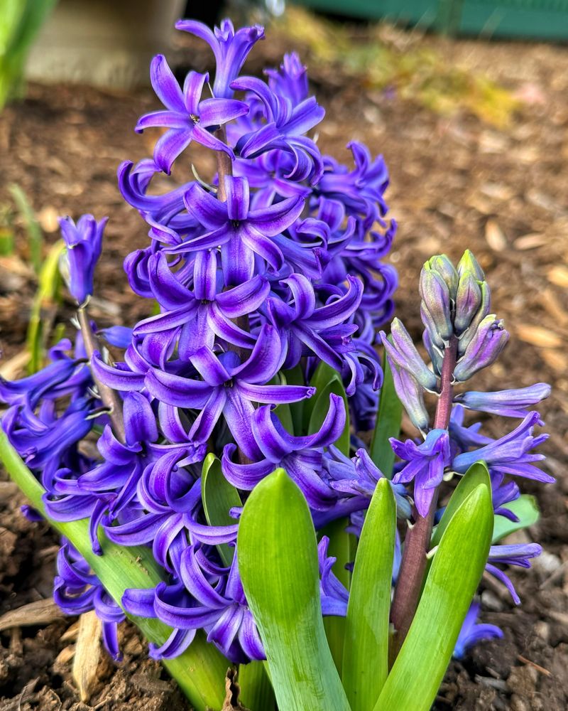 Hyacinths (Hyacinthus Orientalis)