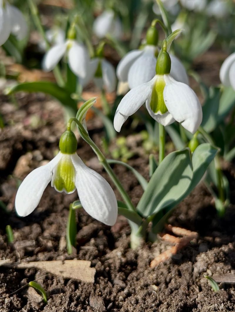 Snowdrop (Galanthus spp.)
