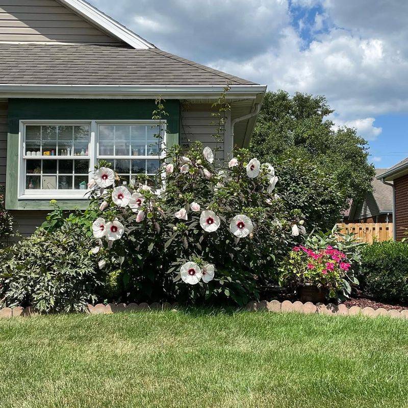 Hibiscus Delivers A Cheerful Florida Greeting