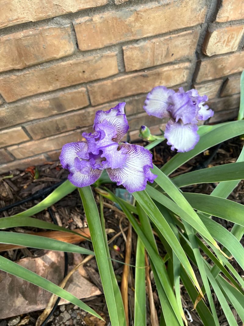 Planted Too Deep In the Soil