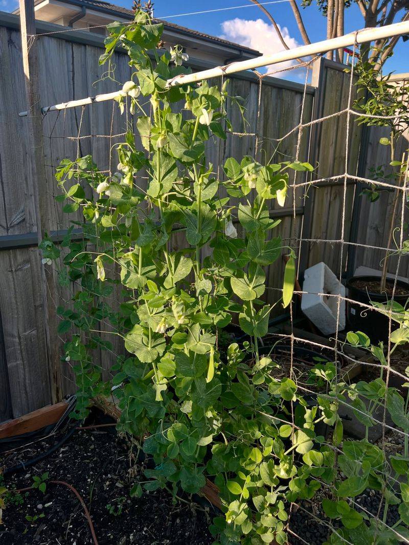 Snow Peas And Lettuce Make The Most Of Early Spring