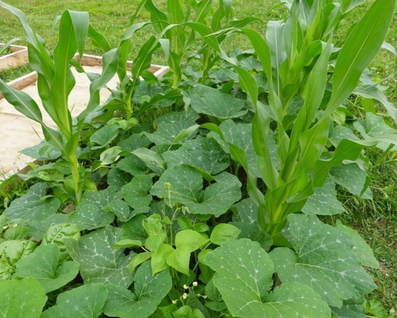 Squash And Corn Share Space In Three Sisters Method