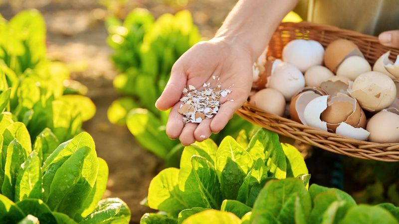 Lettuce (Lactuca Sativa)