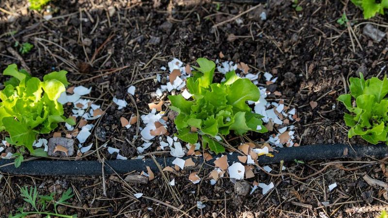 Lettuce (Lactuca Sativa)