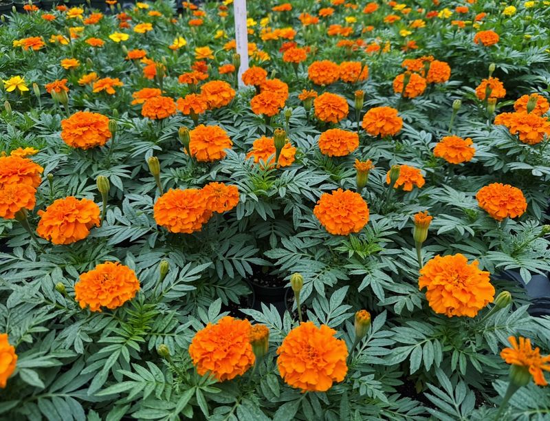 Marigolds (Tagetes Spp.)