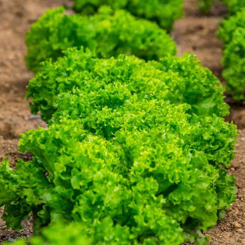 Lettuce (Lactuca sativa)