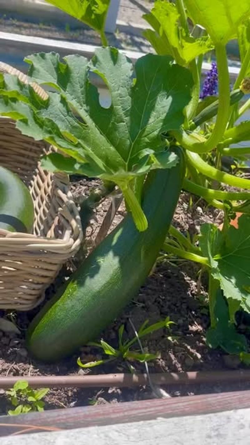 Squash And Zucchini Grow Quickly After Frost