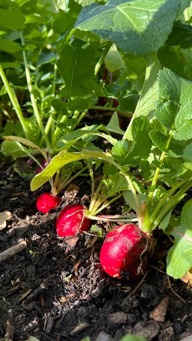 Root Crops Can Be Planted In Repeating Seasonal Cycles