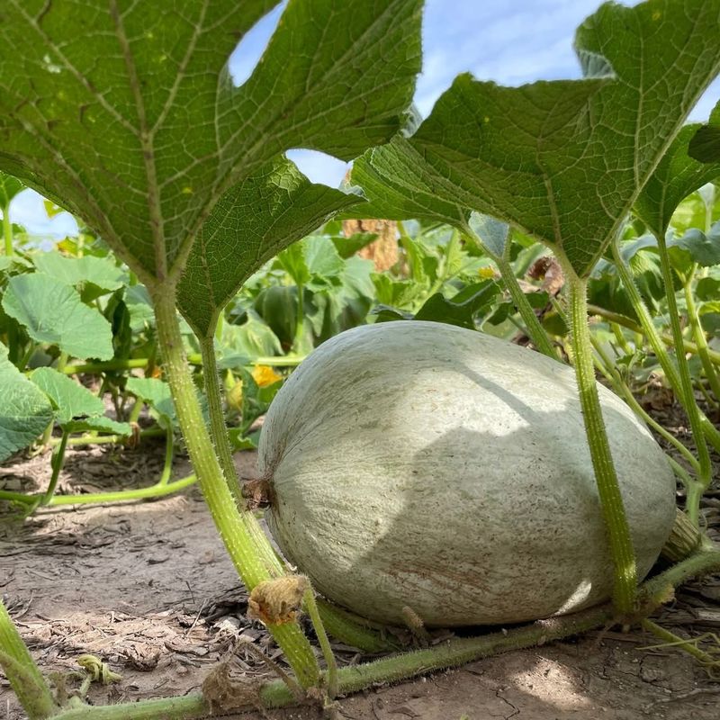 Squash Establishes Faster When Planted For Leaf Growth