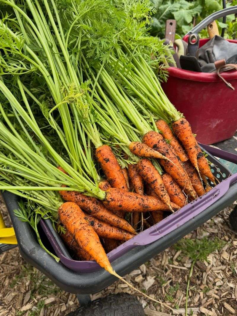 Carrots Do Best When Sown During The Waning Moon
