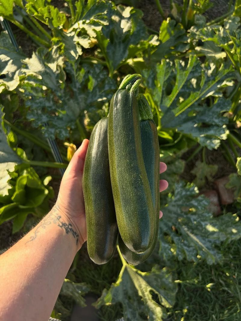 Zucchini That Grows Faster Than You Expect