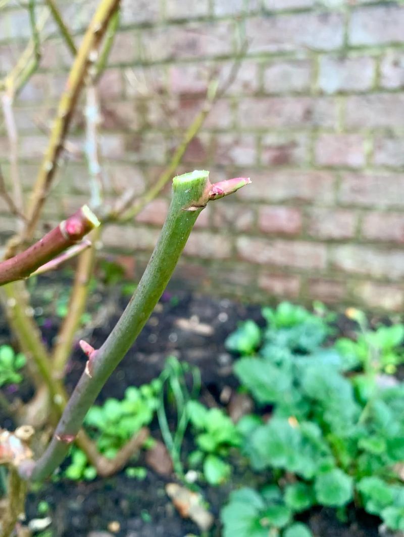 Start With Winter-Damaged Canes Before Shaping