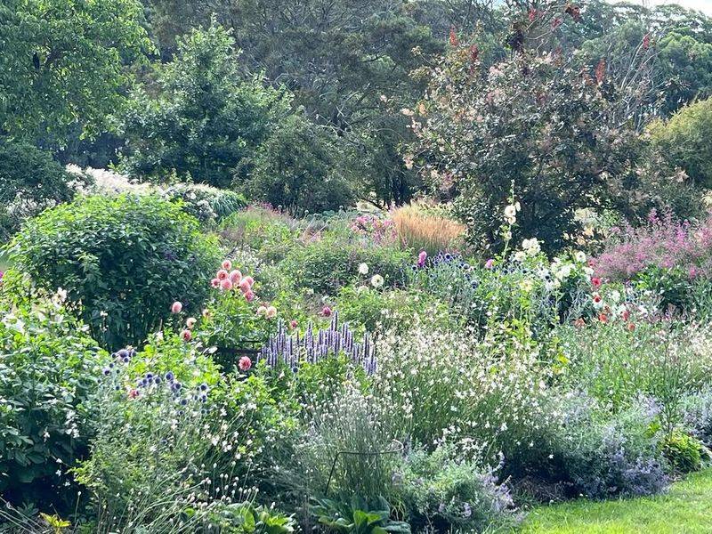 Divide Overgrown Perennials Before They Crowd Out