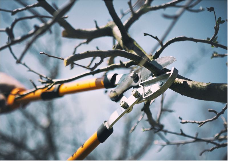 Don't Remove More Than One-Third Of The Tree