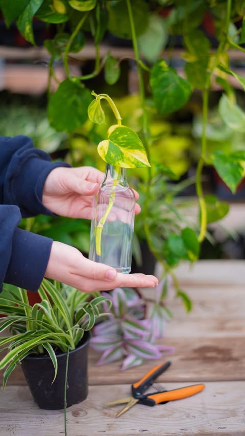 Save The Fresh Tips Because They Root Faster