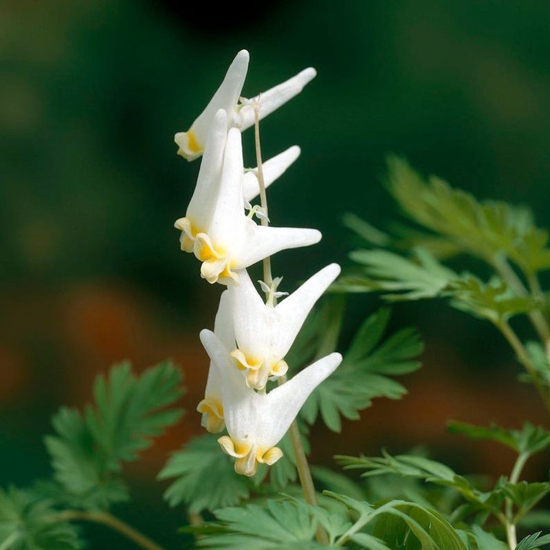 Dutchman's Breeches Show Quirky Little Pants
