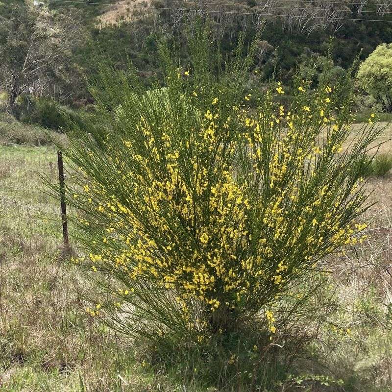 Stop Seeds Before They Explode