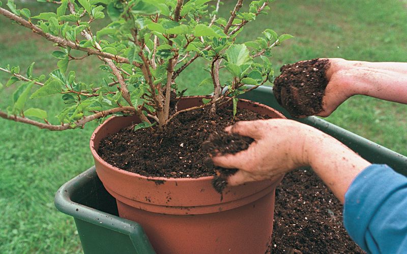 Refresh Soil Without Shocking Roots