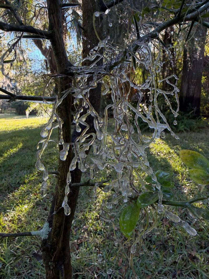 Pruning During Deep Freezes Damages Plant Tissue