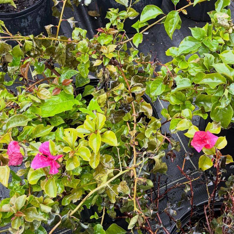 Wait Until You See Fresh Green Shoots Before Removing Stems