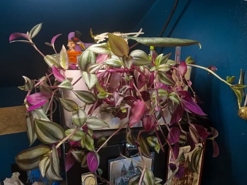 Fix Leggy Growth With Simple Tweaks