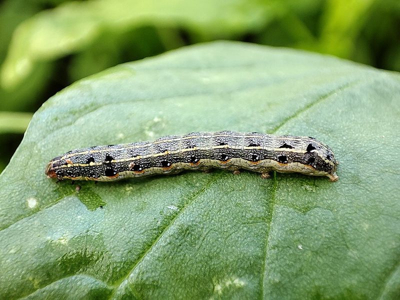 Simple Checks Confirm Cutworms Quickly