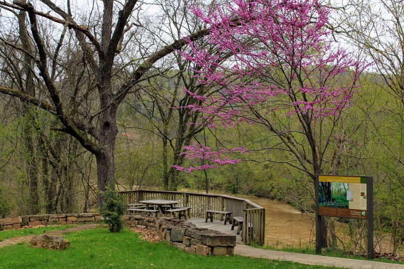 Wildflowers Light Up The Edge Of Appalachia Trails