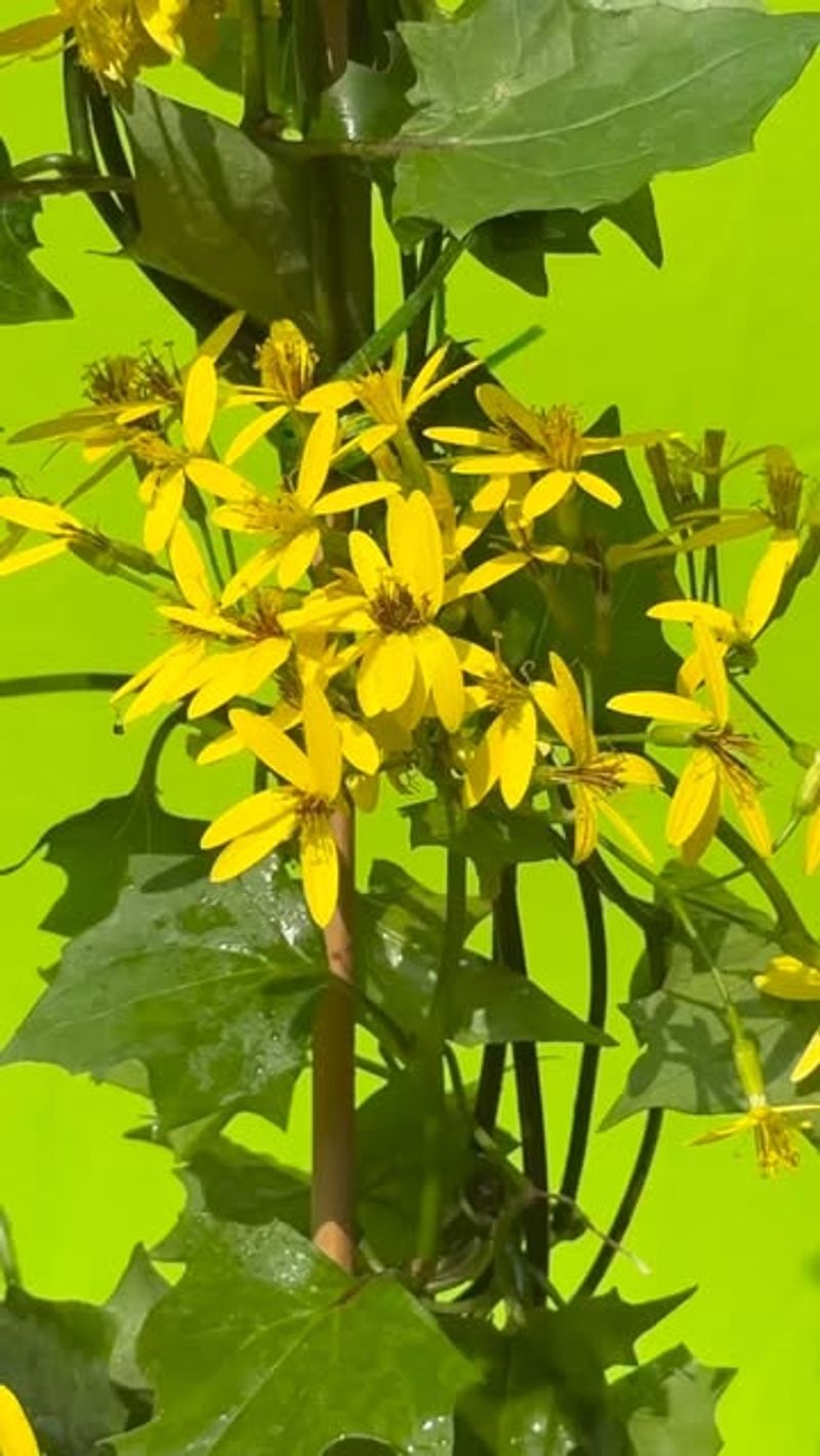 Canary Creeper Brings Bright Yellow Movement To Fences