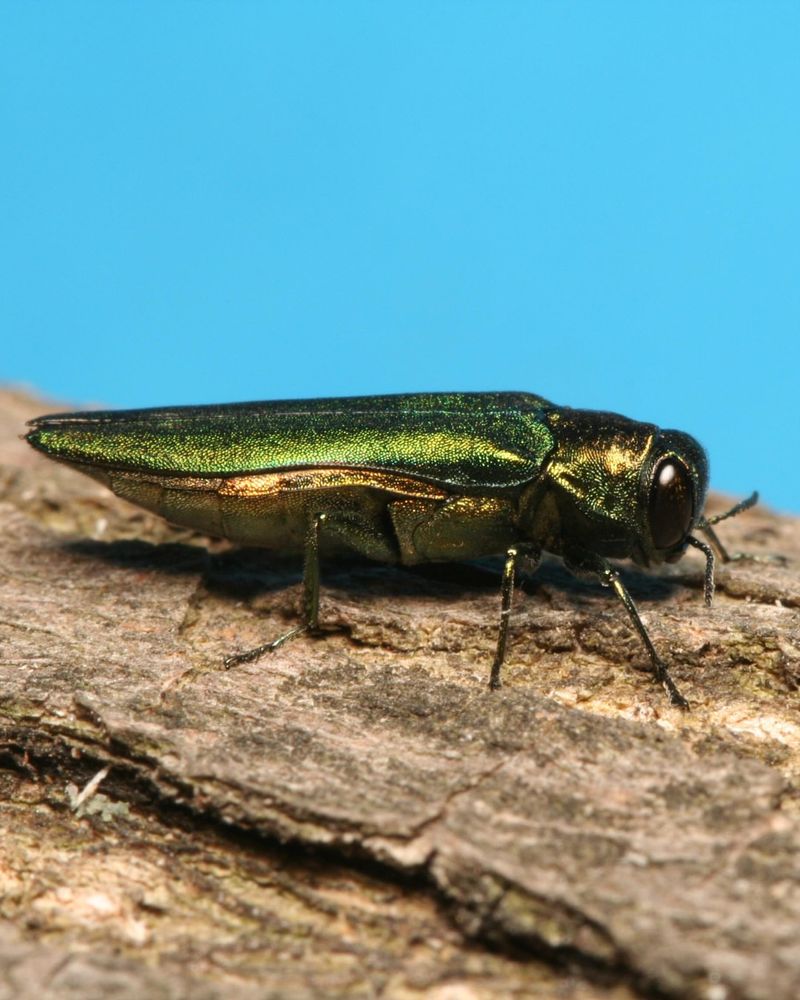 Vertical Bark Splits May Expose Hidden Larval Galleries