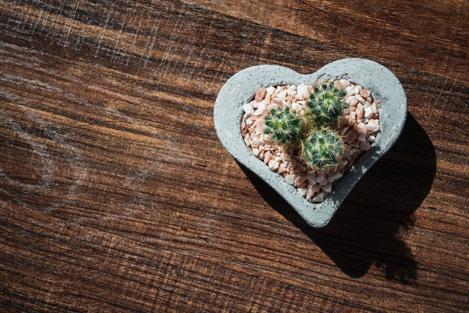 heart shaped succulent planter